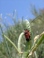 Longhorn beetle - photo: Mike Taylor