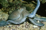 Octopus - photo: Vladimir Motycka
