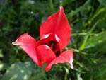 Tulip Praecox - photo: Mike Taylor