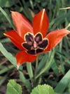 Tulips Agenensis - photo: Dr Ori Fragman-Sapir