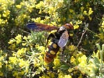 Mammoth wasp - photo: Mike Taylor