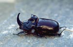 Rhinoceros beetle - photo: Mike Taylor