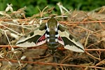 Spurge hawk moth - photo: Jean Louis Pelouard