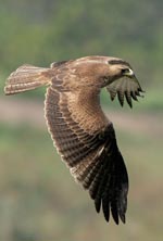 Bonellis eagle - photo: KK Hui