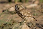 Little owl - photo: Terje Kolaas