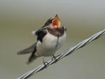 Barn swallow - photo: J Viana