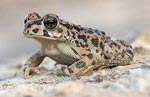 Green toad - photo: Aquaworld, Crete