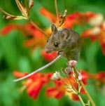 Wood mice - photo: Arthur Grosset