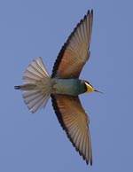 Bee-eater - photo: George Reszeter