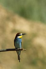Bee-eater - photo: Carl McKie