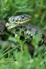 Grass snake - photo: Paul Hobson