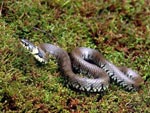 Grass snake - photo: Beverley Heath