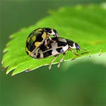 Ladybird beetle - photo: Thomas Andersson