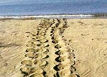 Loggerhead turtle tracks