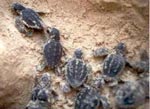 Loggerhead turtles hatching - photo: Natura Sicilia