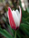 Tulipa  clusiana - photo: Franck Le Driant