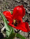 Tulipa  undulatifolia - photo: M Hassler