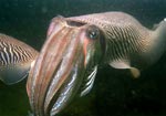 Cuttlefish - photo: Ron Offermans