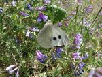 Large white butterfly - photo: Mike Taylor