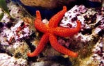 Sea star - photo: cuco 2002