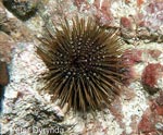 Sea urchin - photo: Peter Dyrynda