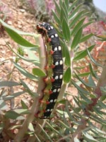 Caterpillar of spurge hawk moth - photo: Mike Taylor