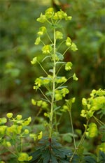 Euphorbia - photo: Jean Louis Pelouard