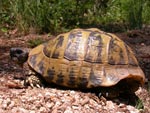 Tortoise - photo: Fraser Simpson