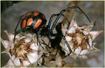 Black widow spider - photo: F Tomasinelli
