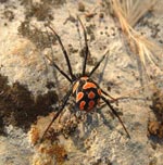 Black widow spider - photo: C Korlevic