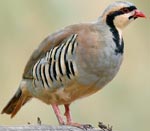 Chukar partridge - photo: Birds & Birding in India