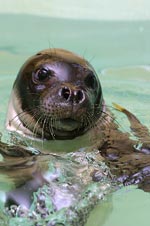 Mediterranean monk seal - photo: Vangelis Paravas