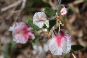 Dwarf Cherry, Prunus prostratum. Mt Pelinaeon, 7.6.03 Mike Taylor