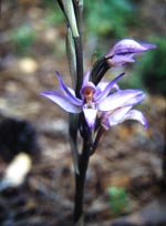 Orchid [Limodorum abortivum] – photo: John Salmon