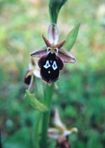 Orchid [Ophrys reinholdii] – photo: John Salmon