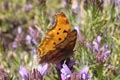 Southern comma