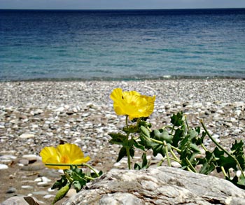 Chios Nature photography competition 2012